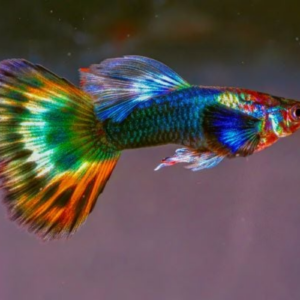 Guppy