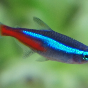 Neon Tetra