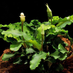 Bucephalandra Green