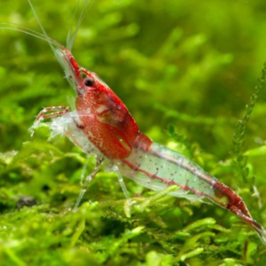 Crevete Red Cherry