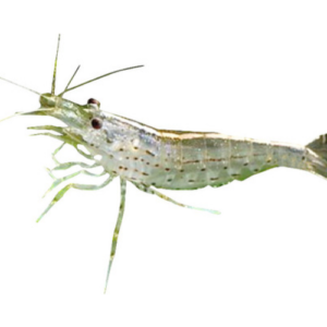 Crevete Amano