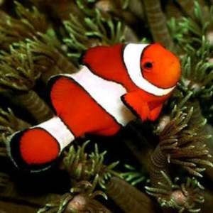 Ocellaris Clownfish